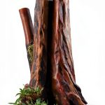 Smithsonian Books Kindle Guide to Tree Gardening and Botany 248‑Page-0
