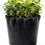 Gardening & Horticulture Trees Kindle Guide by Amazon-0