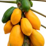 Gardening Guide for Beginners: Unlocking the Secrets of Fruit and Tree-0