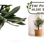 Gardening Tree Guide Kindle Edition by GreenThumb – 61 Page PDF eBook-0
