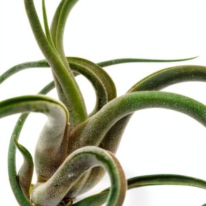 Ornamental Plants Guide for Teens GardenPress Tree Care eBook-0